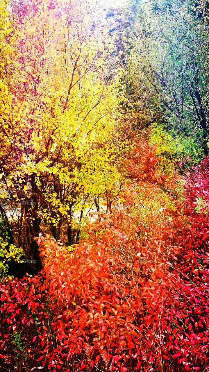 Fall, Leaf, Season, Tree, Nature