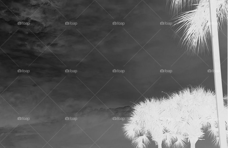 clouds palm trees grayscale