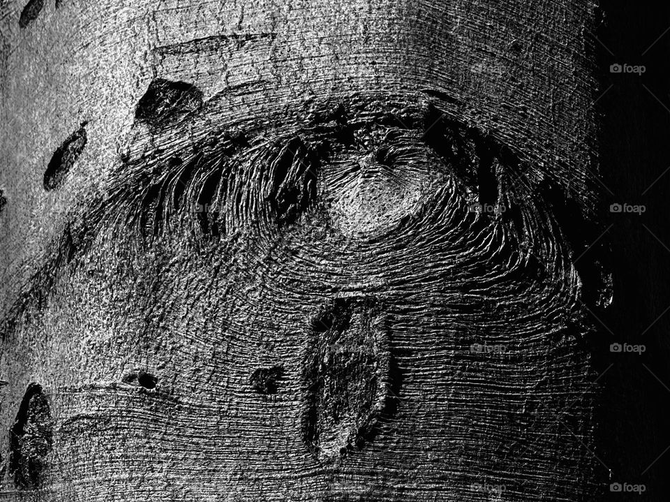 The eye of a tree