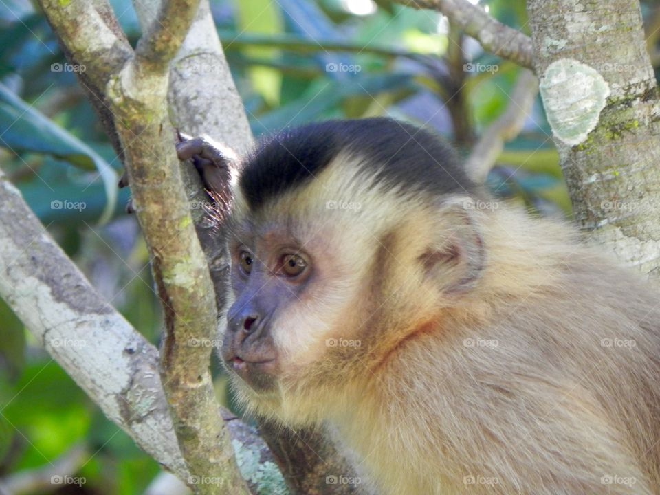 Brazilian monkey 