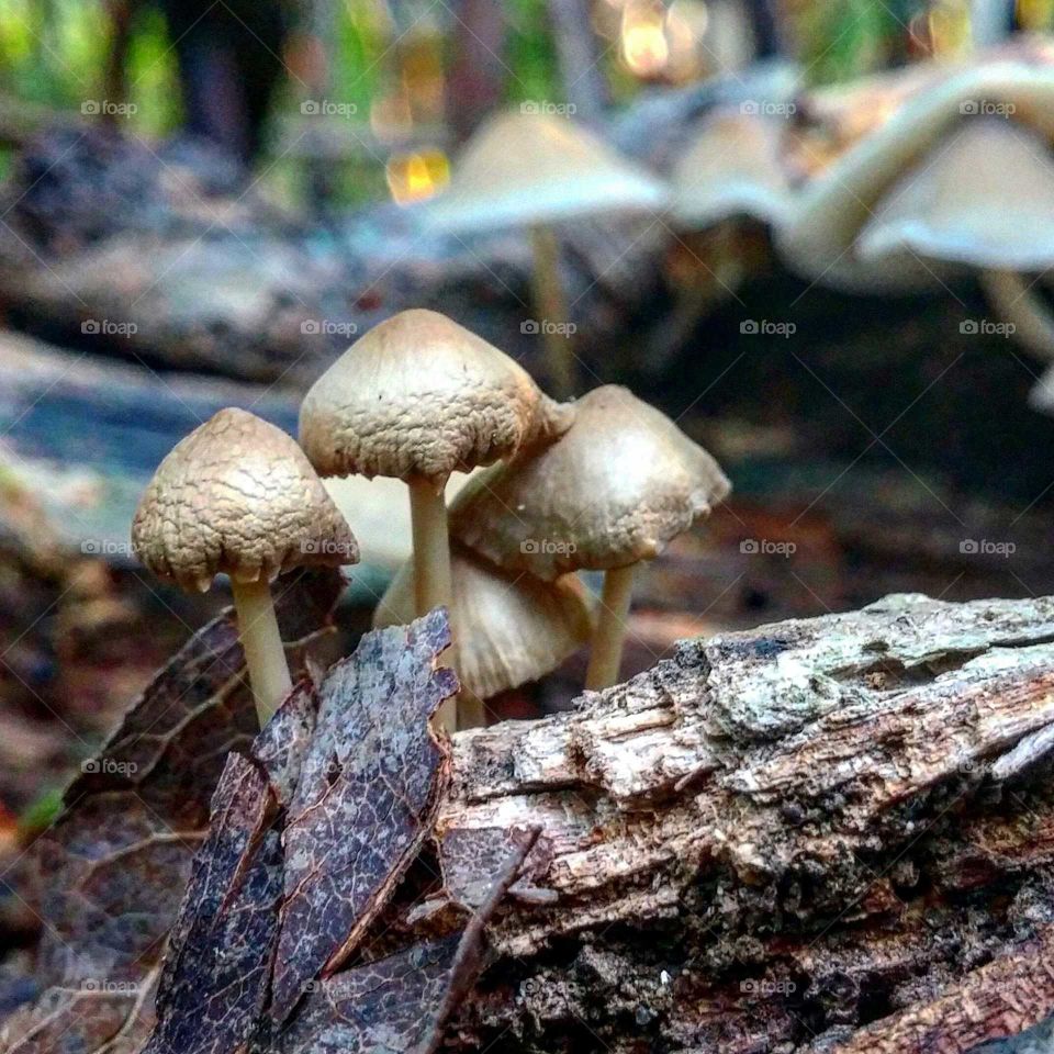 Mushrooms in the Cemetary Forest