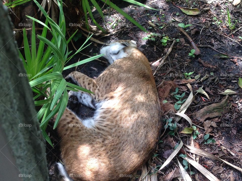 Sleeping Bobcat
