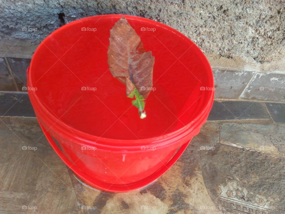 Beautiful dried leaf in bucket.