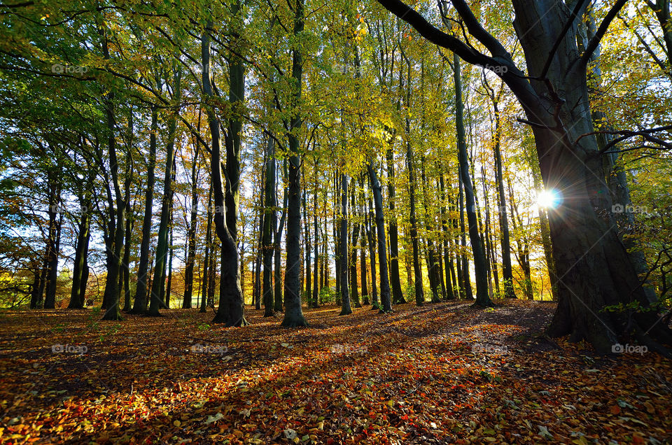 Autumn forest south sweden