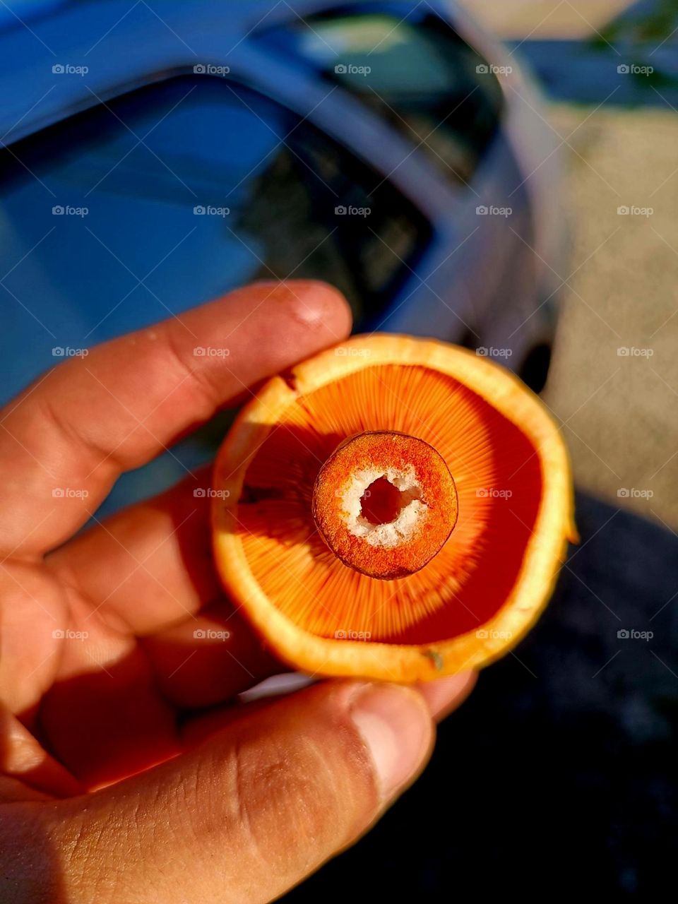 Lactarius salmonicolor. The mystical world of mushrooms. Greece