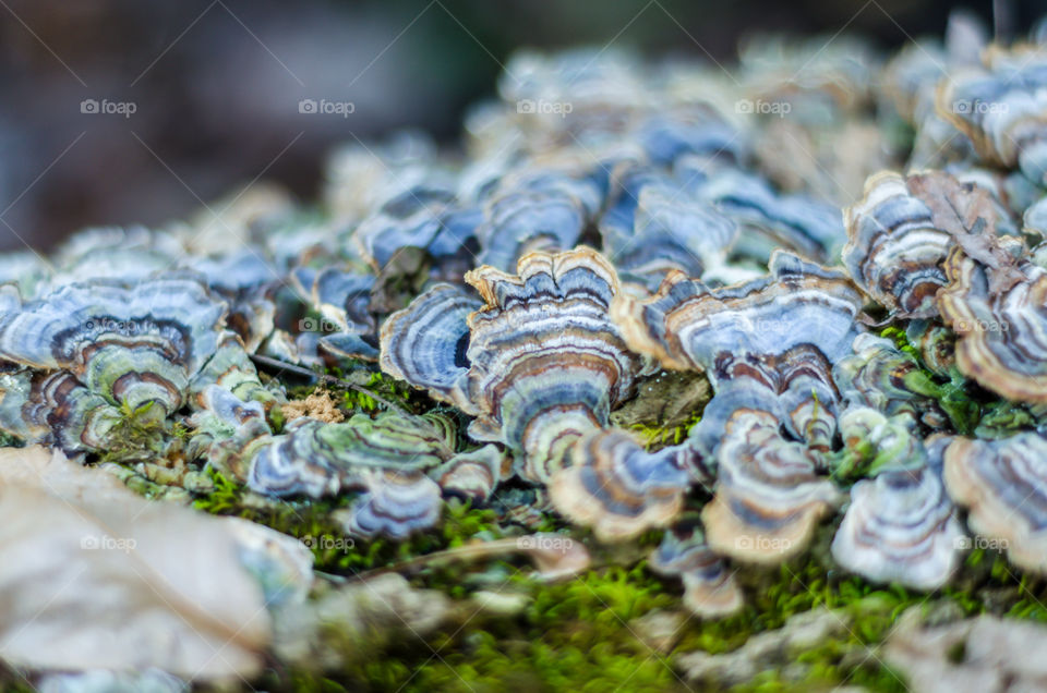 Close-up of fungus on tree trunk