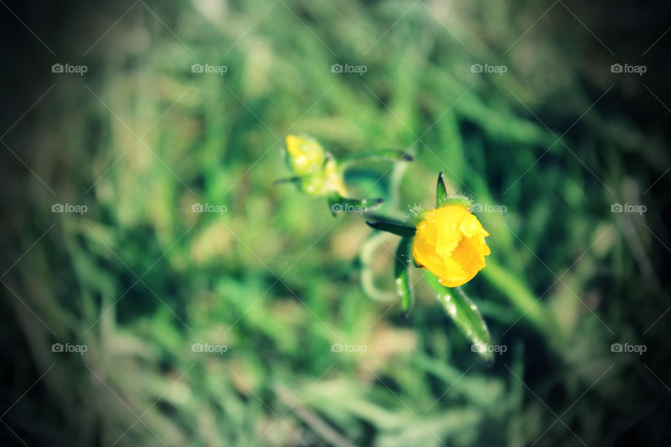 Flower. Summer in norway