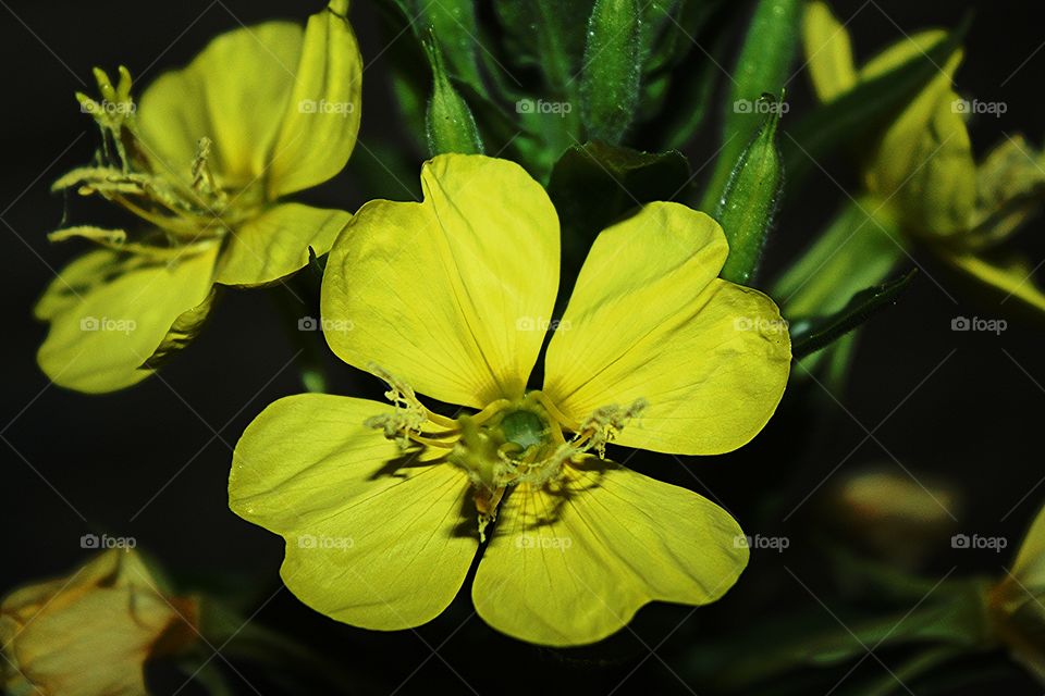 evening primrose