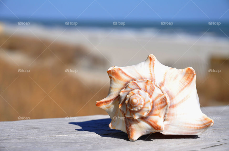 Seashell at the beach.