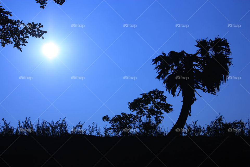 A silhouette of plants