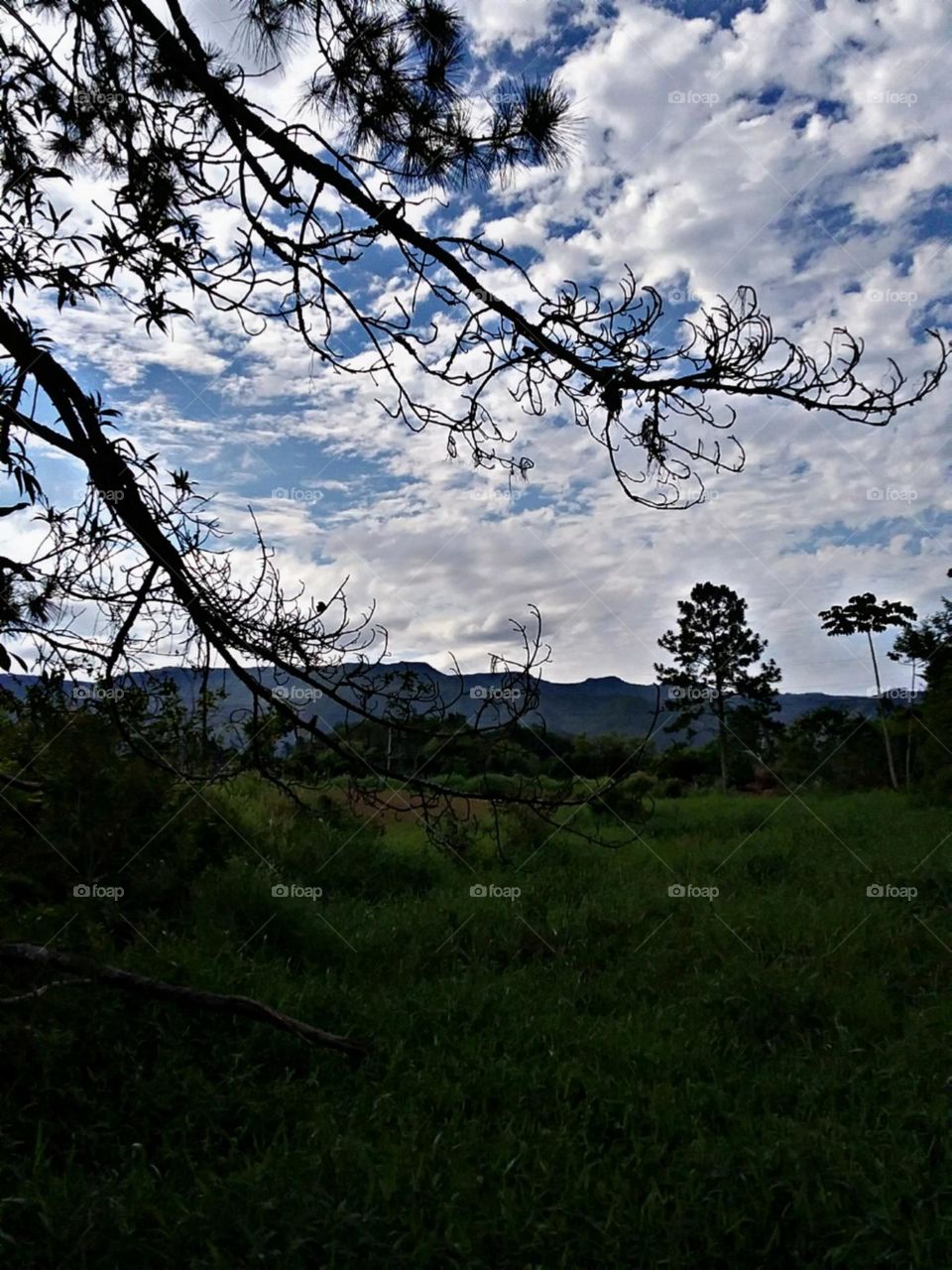 Como se os dedos da árvore pudessem tocar no ceu macio.