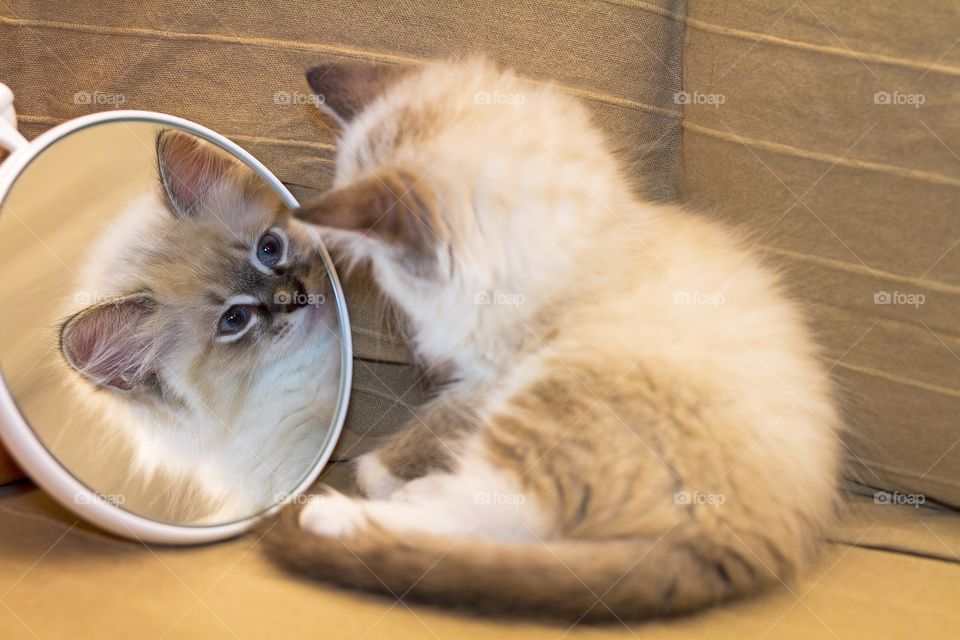 Sweet kitten in the mirror. White neva masquerade version of the Siberian pet, female gender