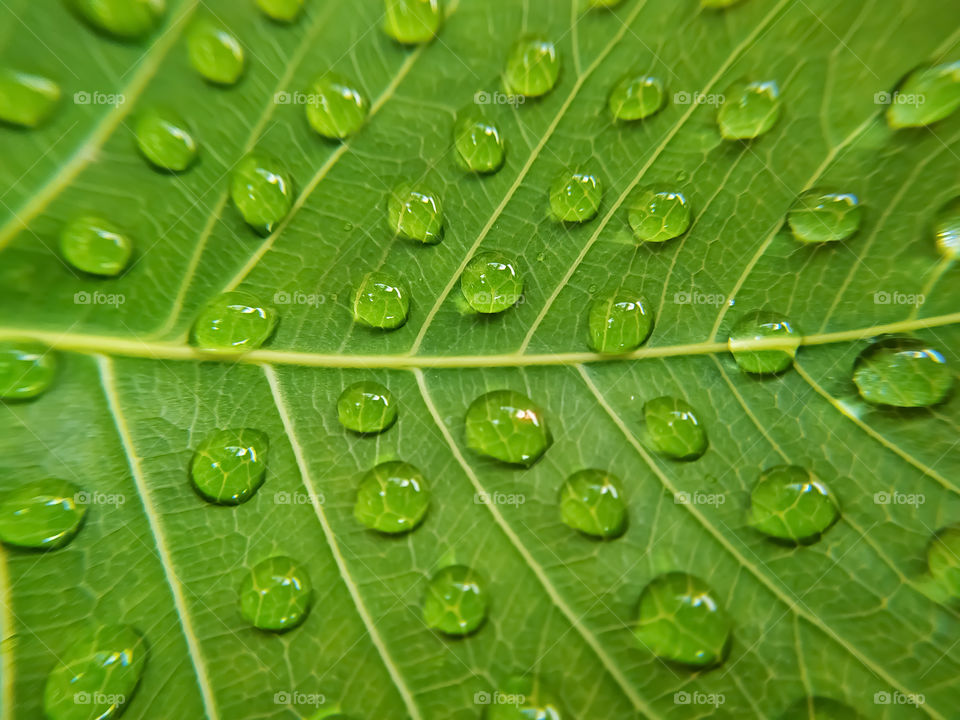 Full frame shot of water drops on green bodhi leaf