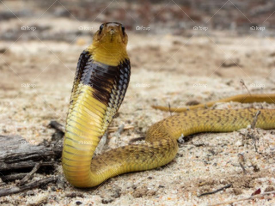 black and yellow snake