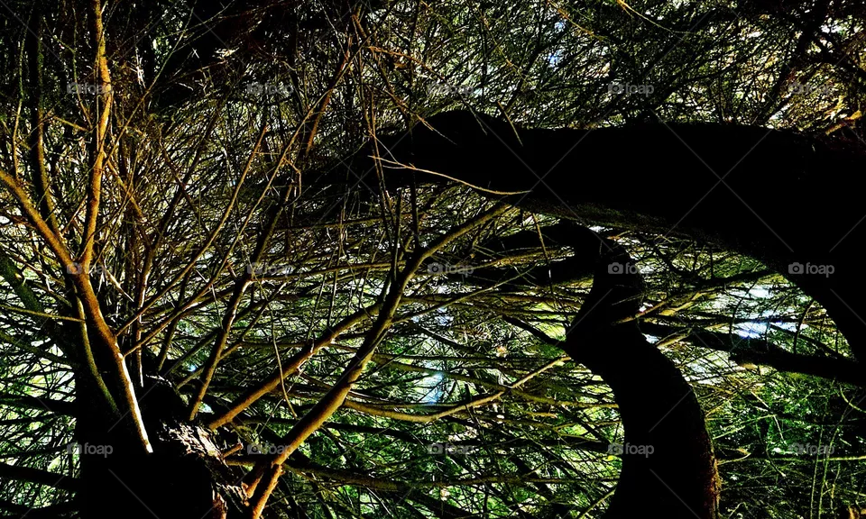 cedar tree