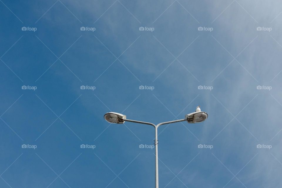 Seagull standing on a light pole with a blue sky background