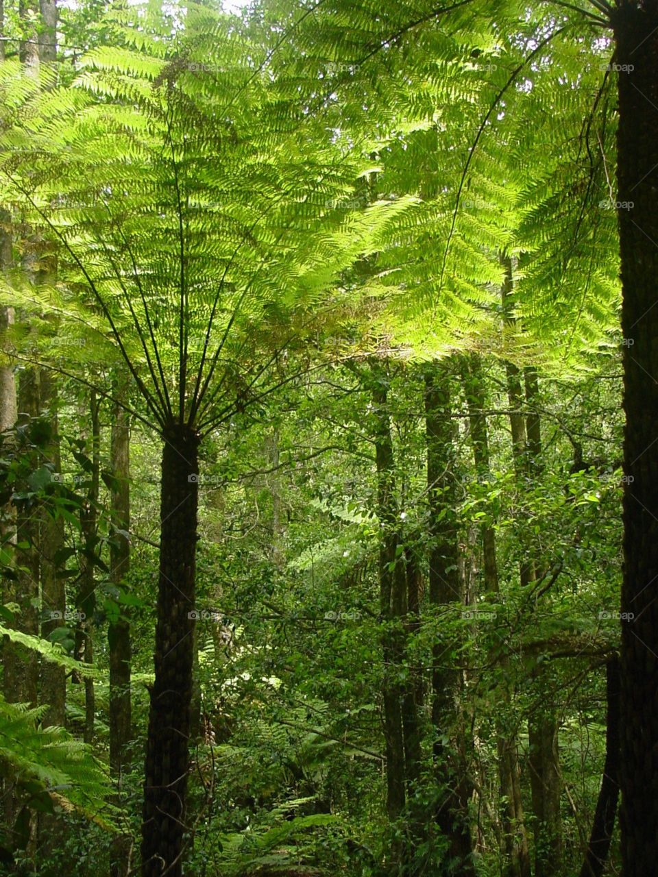 Katoomba forest