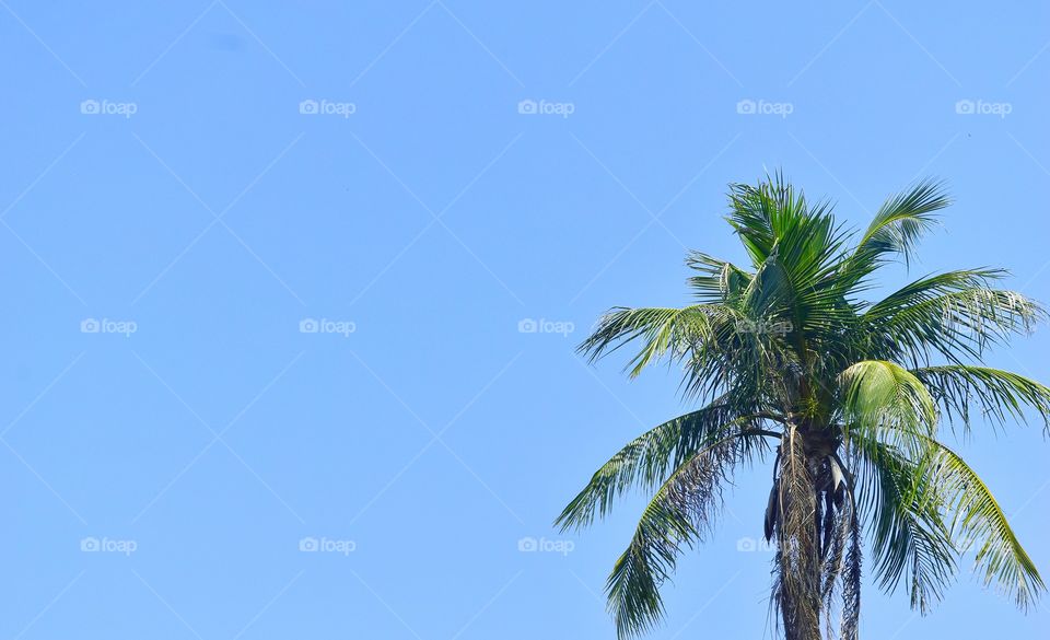 coconut tree on blue sky.