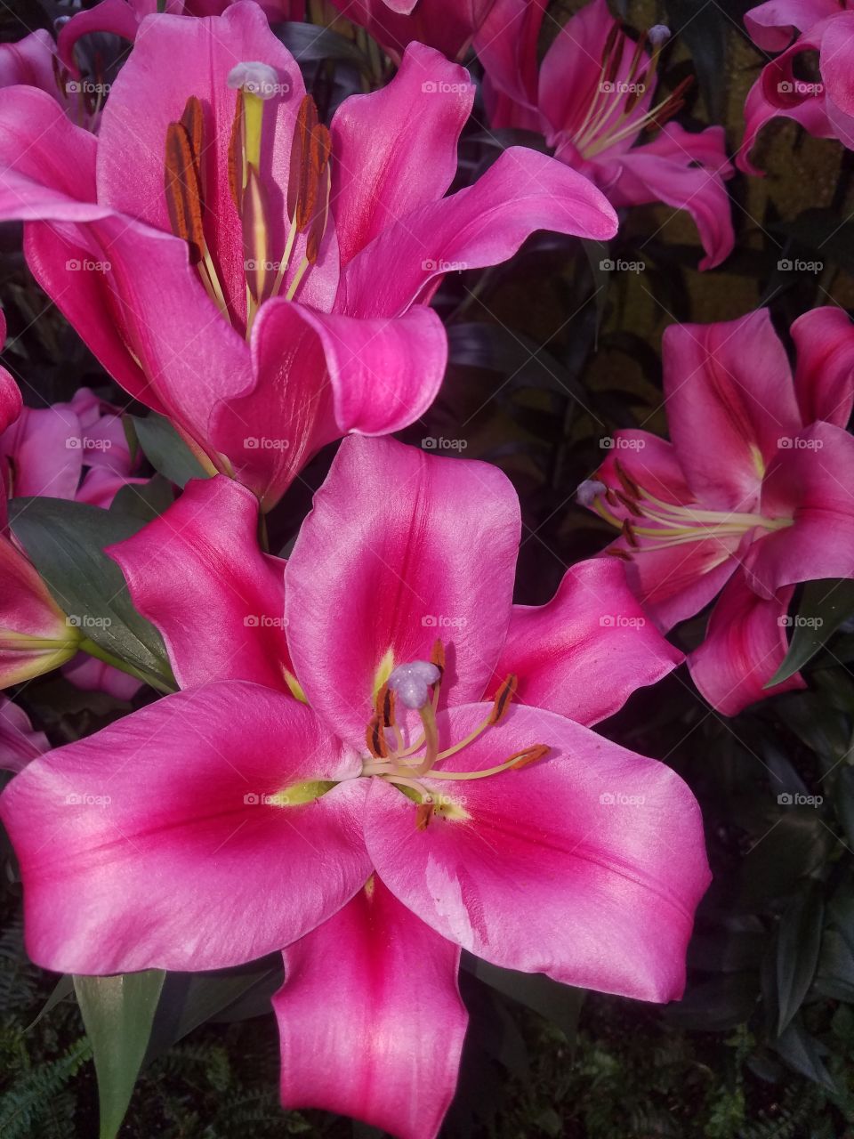 pink Lilly