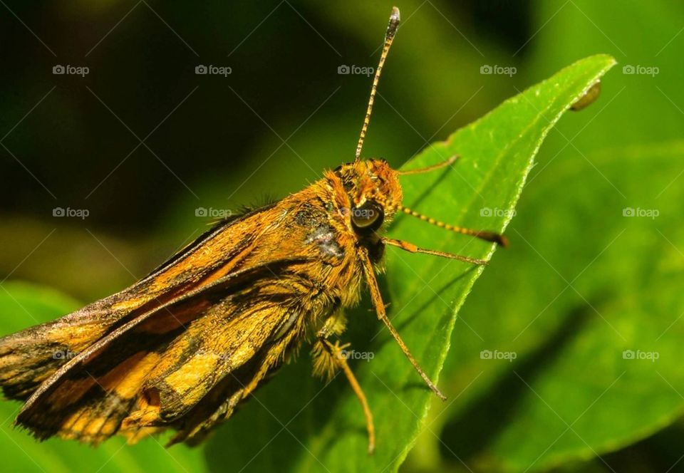 macro leaves insects crawler by darnellholmes0101