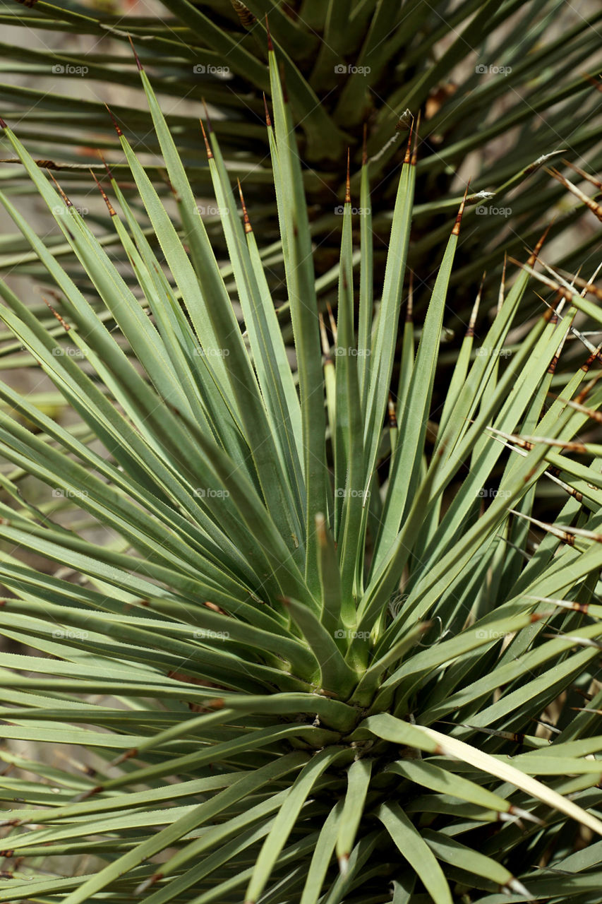 Yucca 