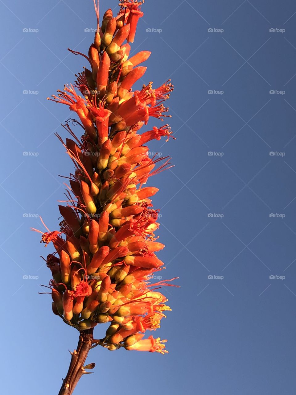 Ocotillo flowers 