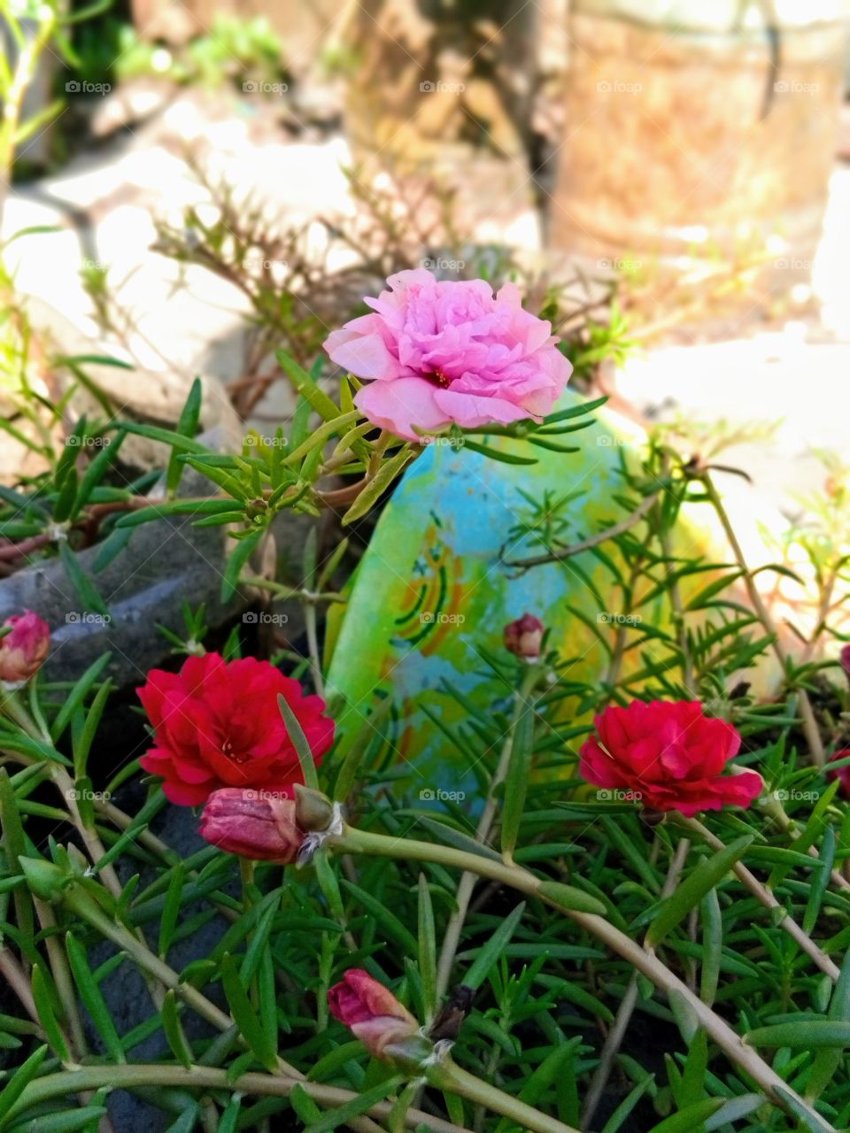 highlights of flowers