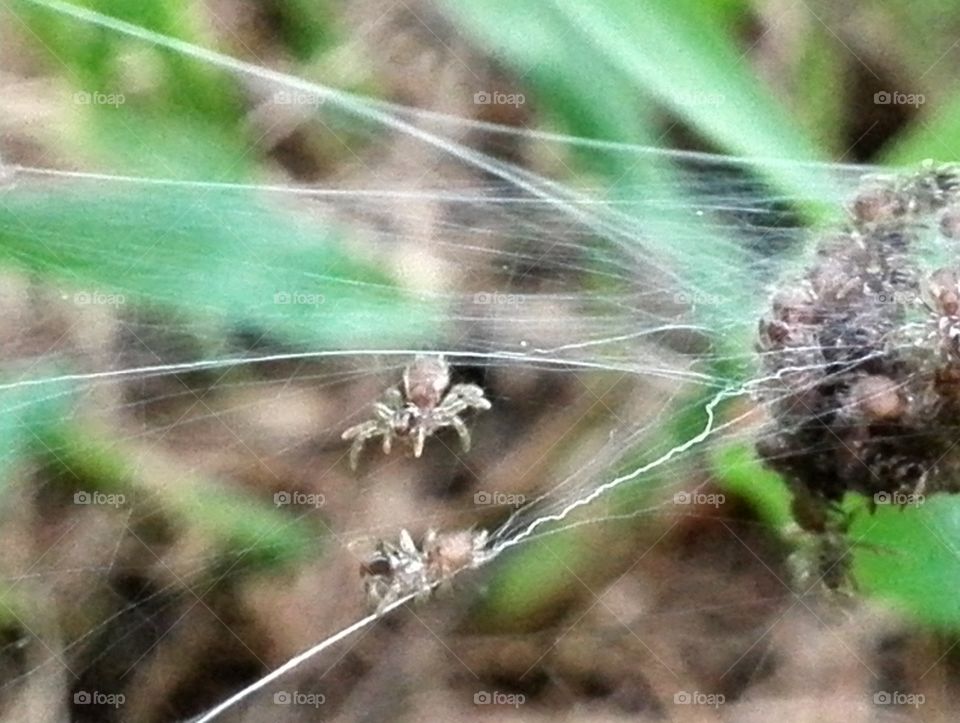 First adventure of hatched spiders