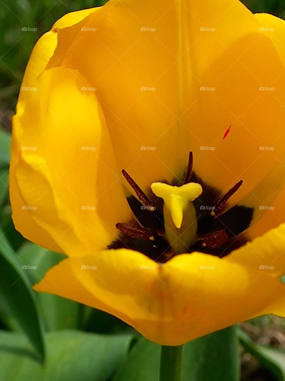 flowering fragrant and bright tulip in spring