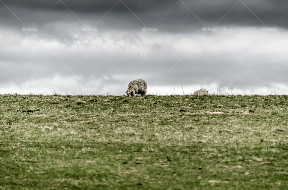 Sheep in Field