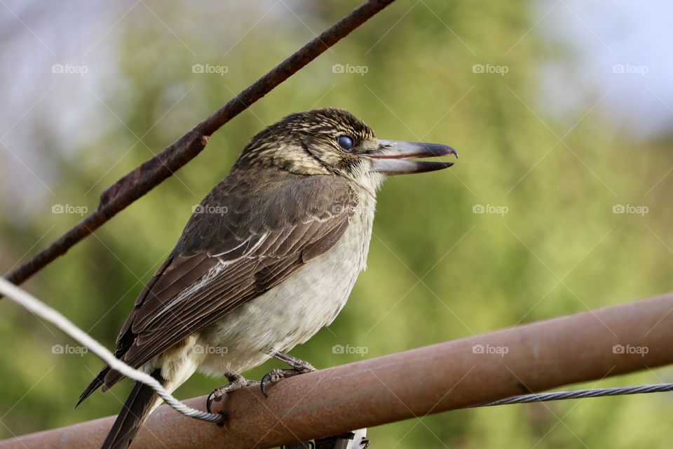South Australian Butcher Bird closeup perched on a pole