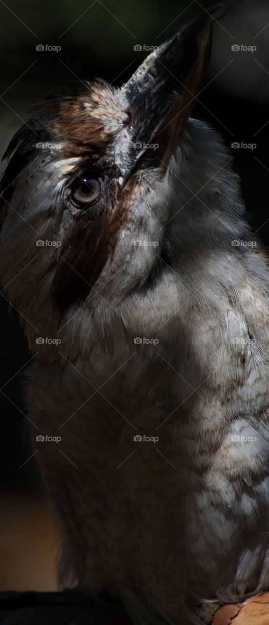 Laughing Kookaburra