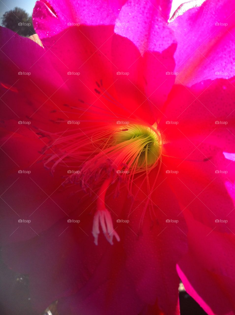 Dramatically backlit pink rare cactus flower