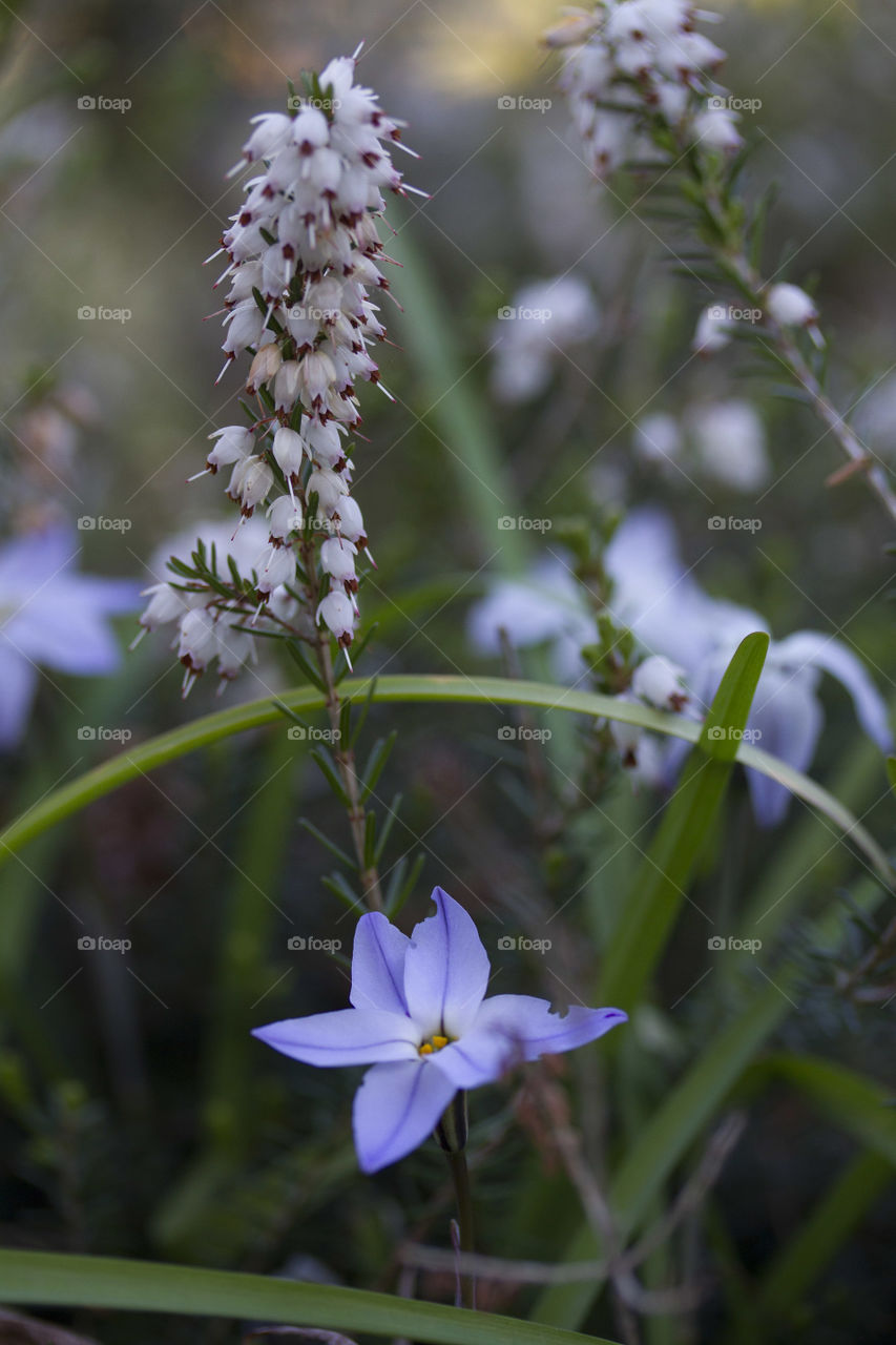 Close-up of blooming flowers