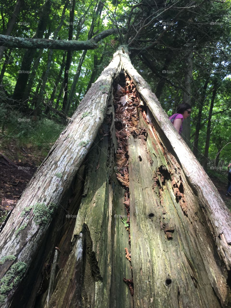 Wood, Tree, Nature, Old, Rainforest