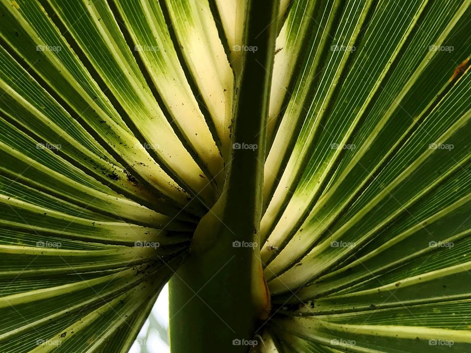 Palm frond-symmetry 