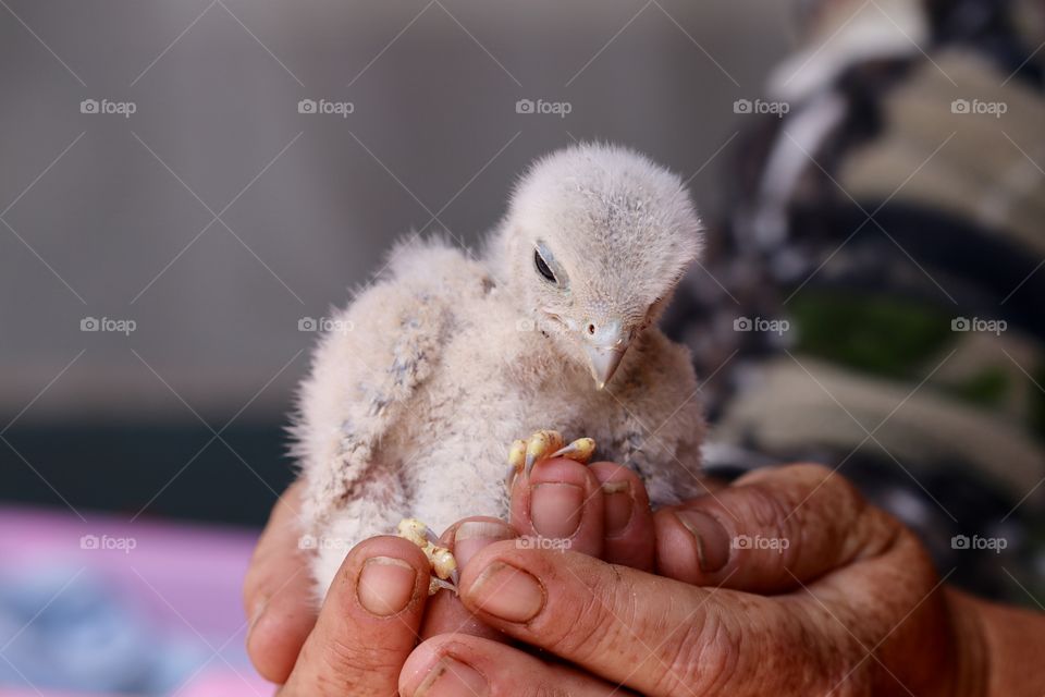 Wildlife rescued baby raptor in human hand 