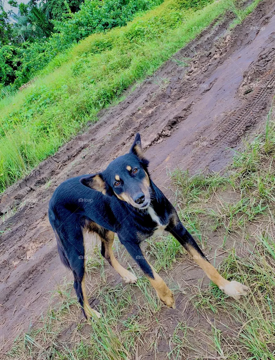 Dog
