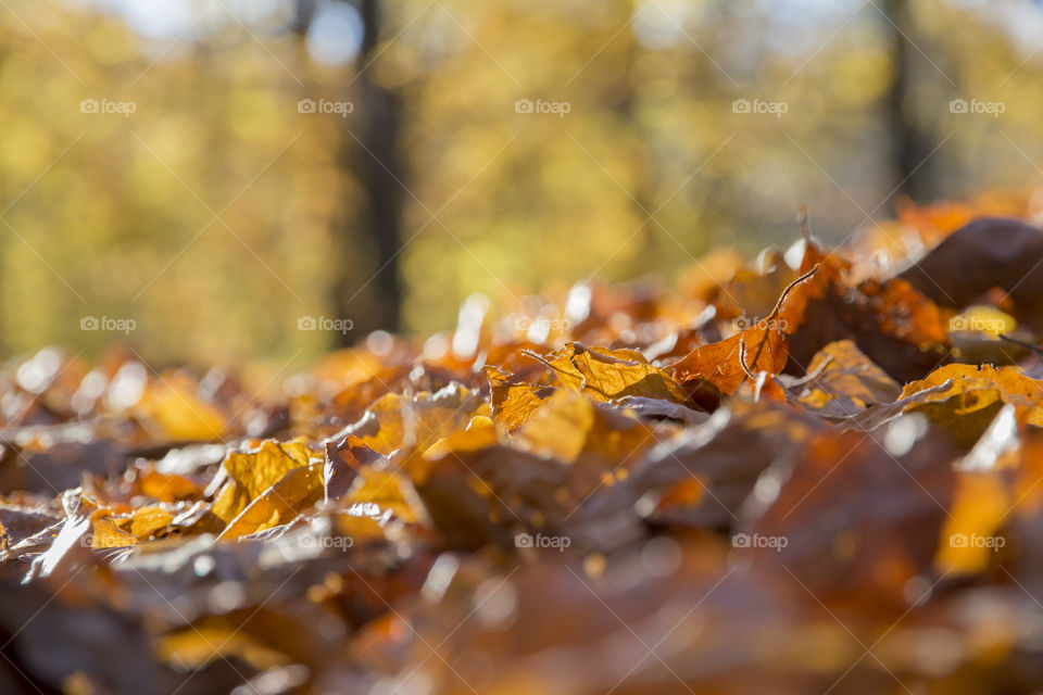 Dry autumn leafs