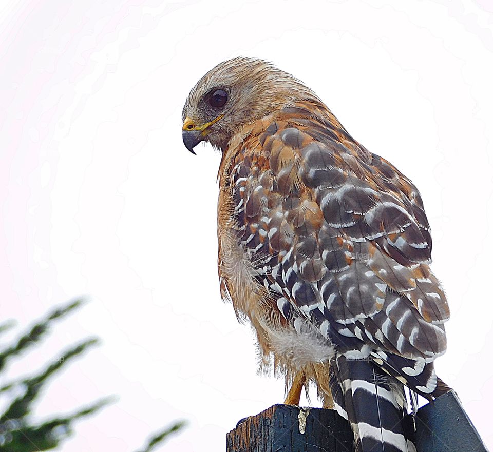 Wild Animals of The United States Foap Missions - A Sharp-shinned Hawk stands vigilance while resting on a sign pole