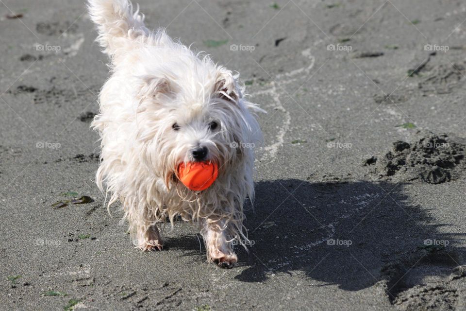 Dog on the sandy beach 