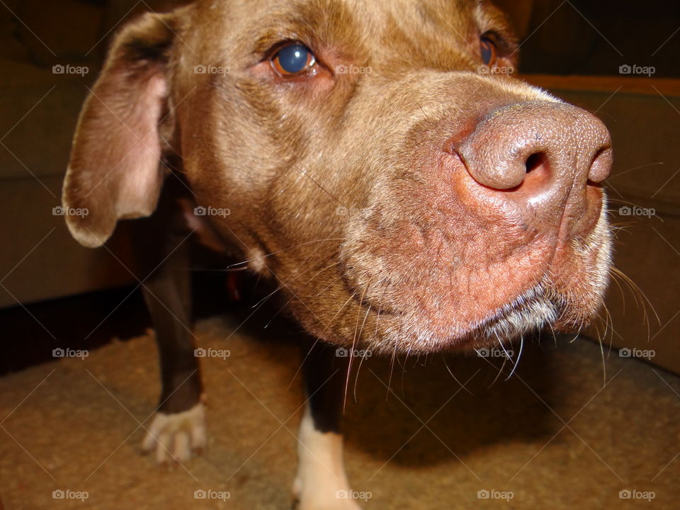 Stretching Dog. Large brown dog, stretching off the sofa slowly