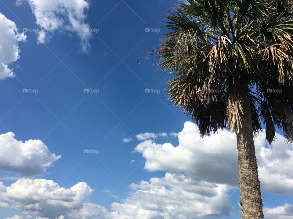 Here's my second image of a palm tree and the sky in the background this one's actually facing the opposite direction this picture was taken in Florida it is a picture of landscapes with trees and clouds with beautiful bright skies facing northbound this photo was taken in Lake Wales Florida.