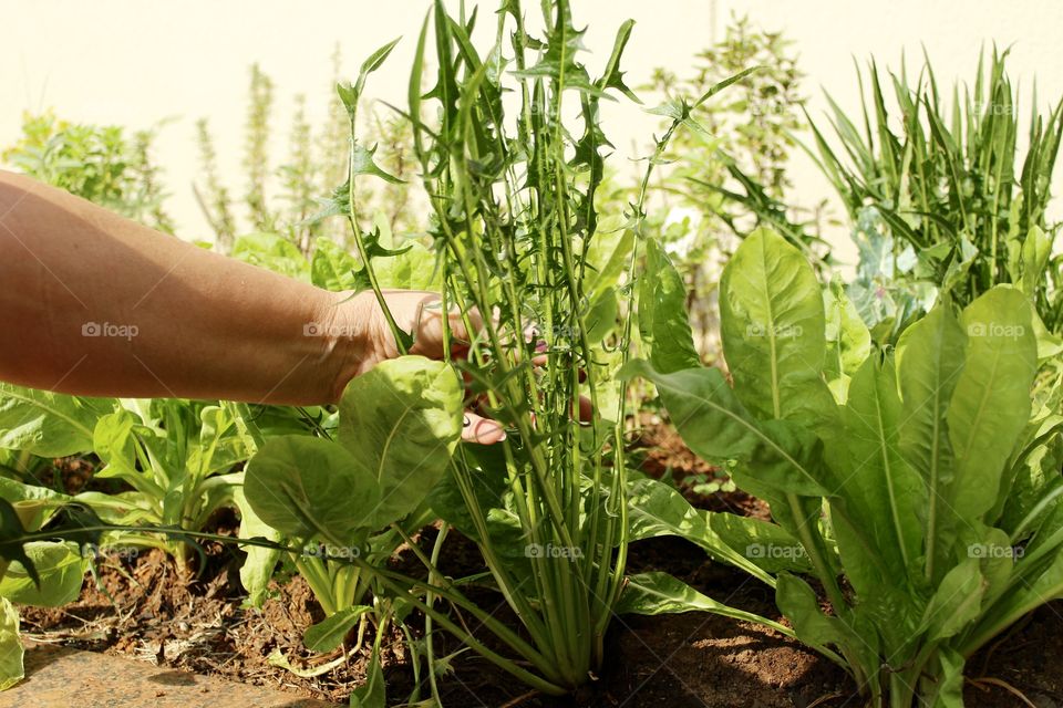 Gardening