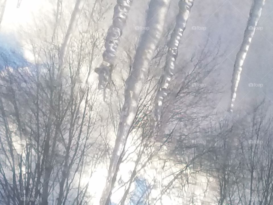 wintery icicles trees snow