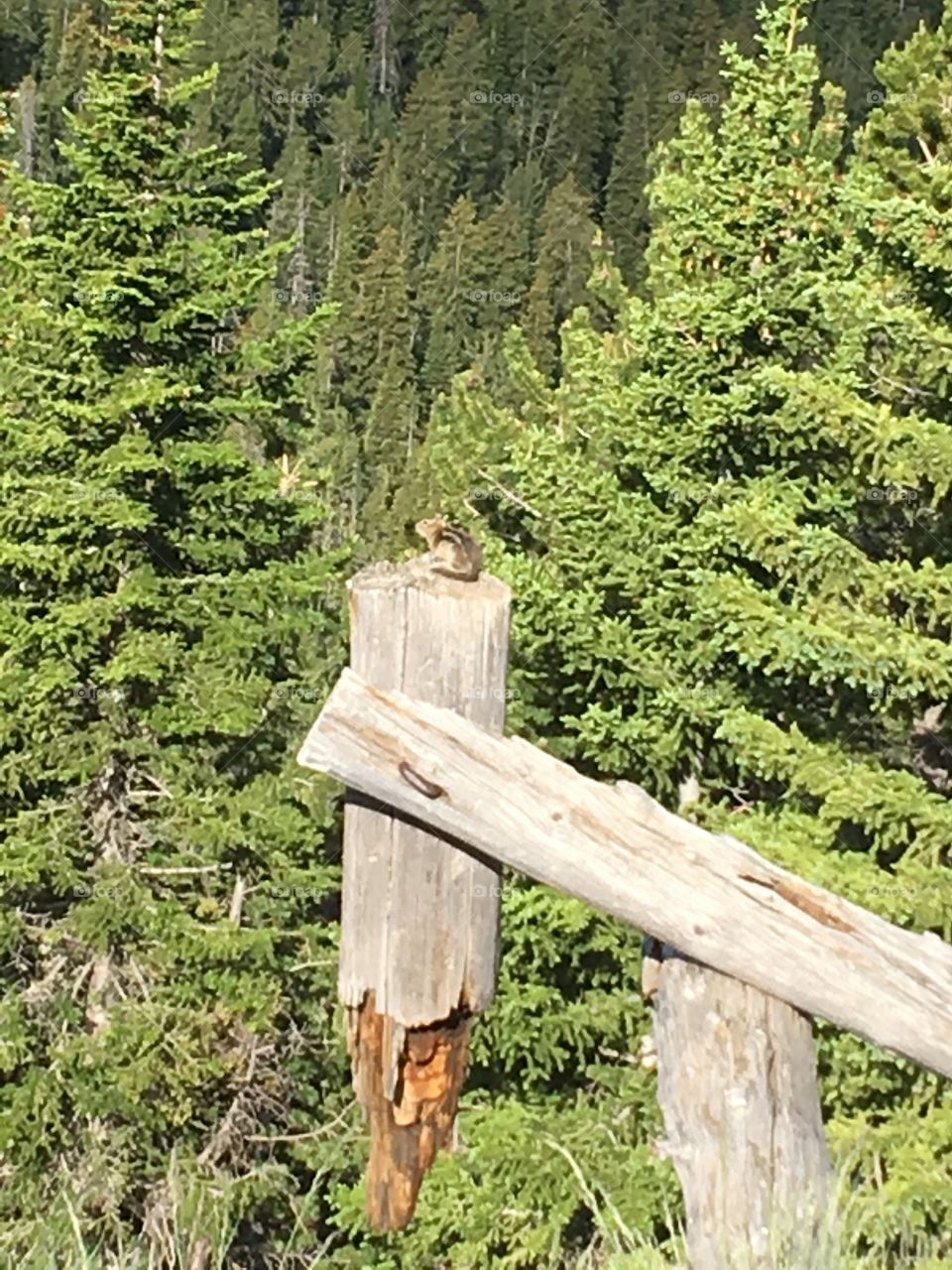 Lone chipmunk resting on an extended piece of fence post