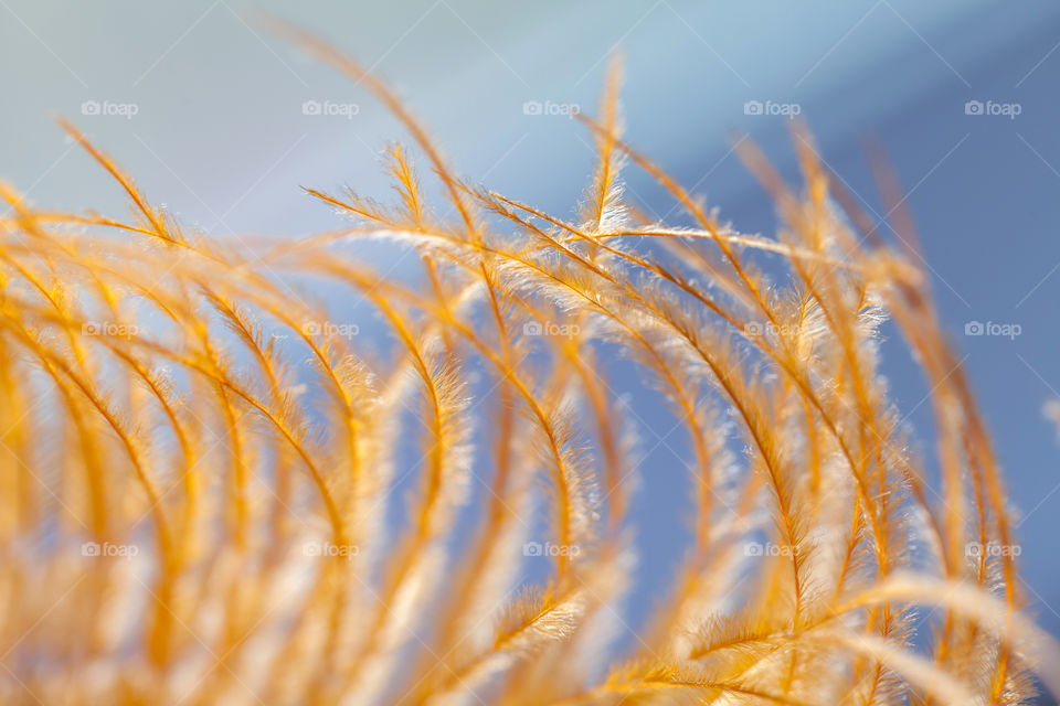 Close-up of feather