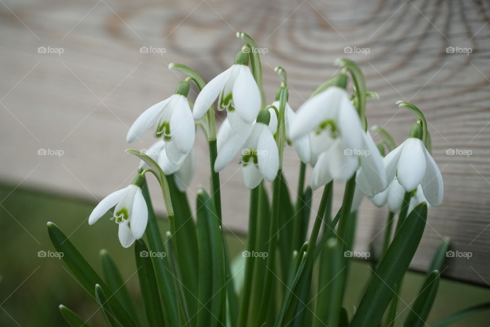 Snowdrops Spring flowers
