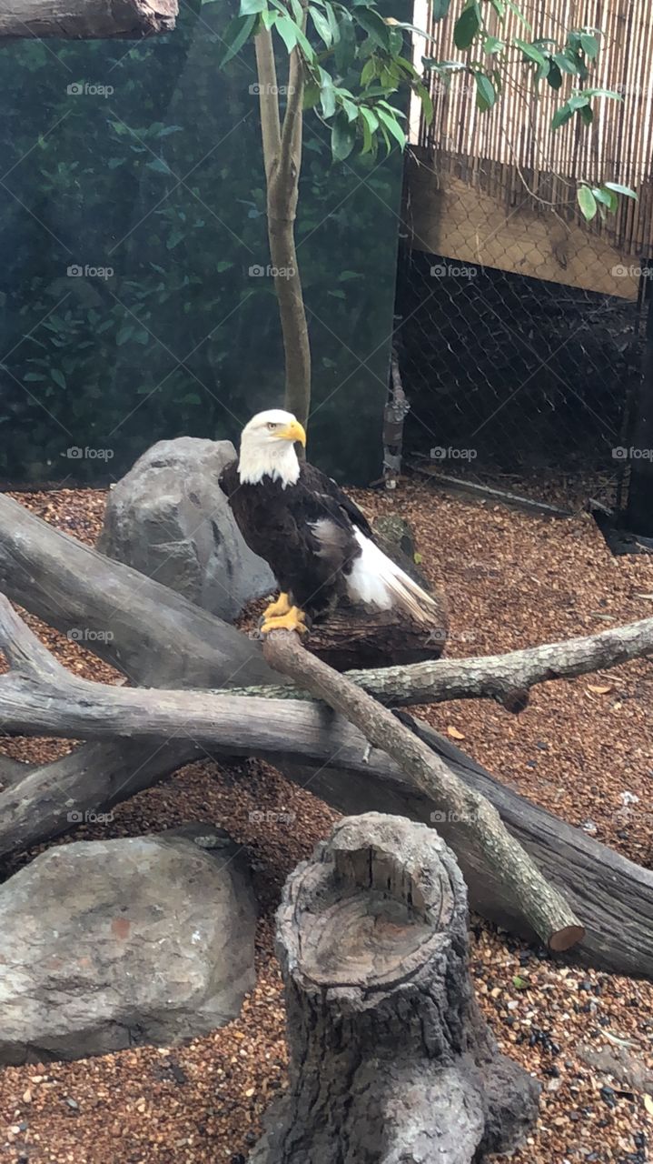 Eagle