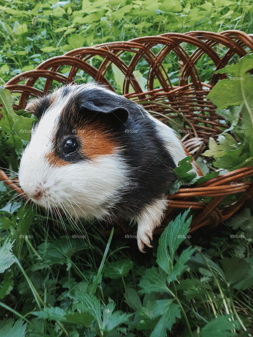 A guinea pig in a wicker basket among greenery